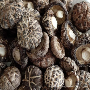 Quality Dried Shiitake Mushrooms